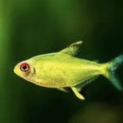熱帯魚とエビを0円でお譲りします。の画像
