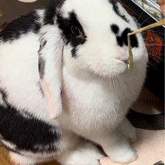 ホーランドロップ