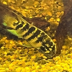 イヴァナカラ アドケタ トゥッカーノ産 ワイルド飼いこみ個体 雄雌1ペア 発送不可引渡しのみの画像