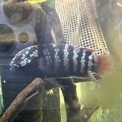 イヴァナカラ アドケタ トゥッカーノ産 ワイルド飼いこみ個体 雄雌1ペア 発送不可引渡しのみの画像