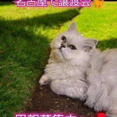 里親募集中！生後4ヵ月ペルシャ♂(⋈◍＞◡＜◍)。✧♡