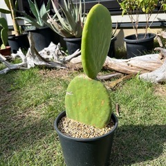 うちわサボテン