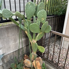うちわサボテンの画像