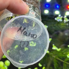 ビカクシダ nano 胞子体の画像