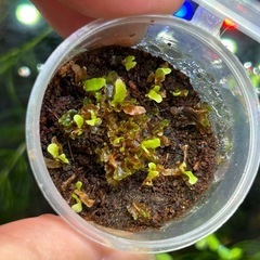 ビカクシダ nano 胞子体