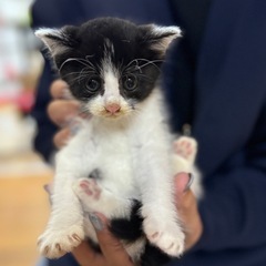 猫ちゃんたちの新しい家族を探しています。猫ちゃんたちの里親募集