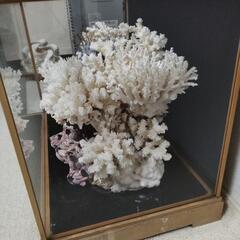 ケース入り美品珊瑚礁63cm　飾り　アンテークの画像