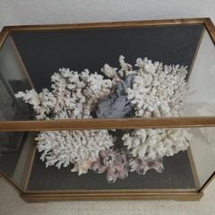 ケース入り美品珊瑚礁63cm　飾り　アンテークの画像