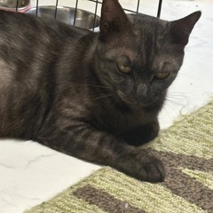 かわいい黒トラ メス - 猫