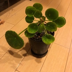 観葉植物　ペペロミオイデス