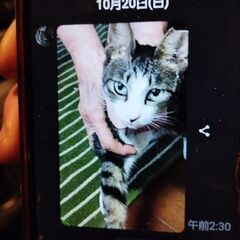新しい家族を探しています