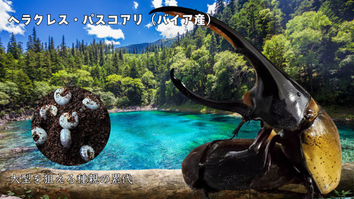 完売御礼｜ヘラクレス・パスコアリ（ブラジル・バイア州産）初令幼虫5頭 CBF2 種親137.2mm×74.0mm