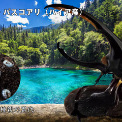 完売御礼｜ヘラクレス・パスコアリ（ブラジル・バイア州産）初令幼虫5頭 CBF2 種親137.2mm×74.0mmの画像