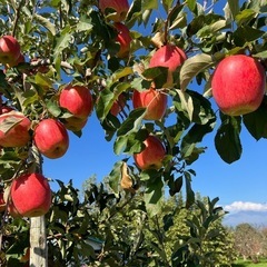 収穫体験　丸かじりリンゴ🍎　#「スリムレッド」