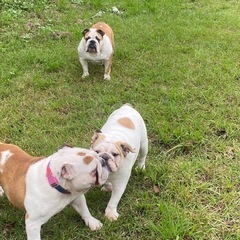 大サイズペット用移動時用ケージの画像