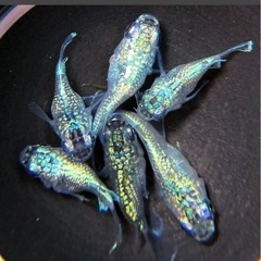 御神めだか・yoshiyの画像