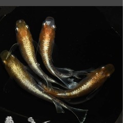 御神めだか・yoshiyの画像