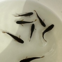 御神めだか・yoshiy