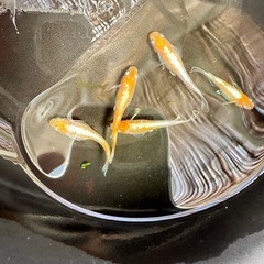 御神めだか・yoshiyの画像