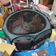 今、トライアル中⚠️⚠️里親急ぎで探してます。豆柴犬オス9歳🐶🐶🐶 - 里親募集