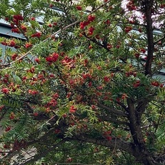 庭木差し上げます^_^非対面🉑の画像