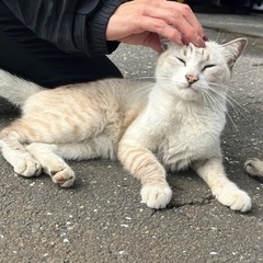 飼い主が亡くなり、遺族に捨てられた猫ちゃん①
