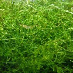 【残2cup分】スネール無☆無農薬水草☆ウィローモスの画像
