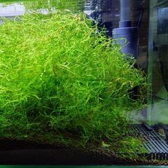 【残2cup分】スネール無☆無農薬水草☆ウィローモス