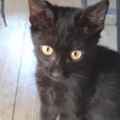 かわいい黒子猫　オス　3ヶ月