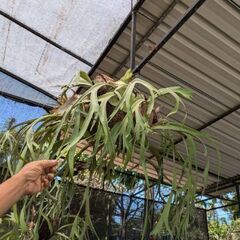 ドライガーデン　観葉植物　多肉植物　植物全般　引取