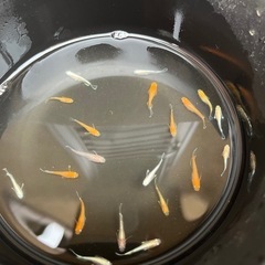 レッドクリフ紅白①11/30まで