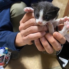 子猫 生後3週間 乳飲み子