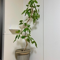 【観葉植物】フィカス アルテシマ　180cm