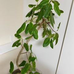 【観葉植物】フィカス アルテシマ　180cmの画像