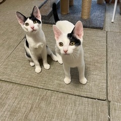 5ヶ月半くらいの姉妹猫♪りり＆らむ
