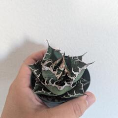 アガベ オテロイ