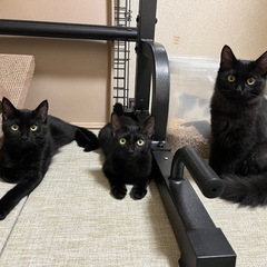 5ヶ月くらいの黒兄弟じん＆るい(1匹でも譲渡可)