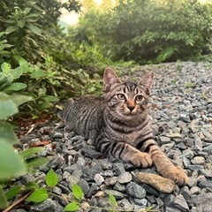 キジトラ