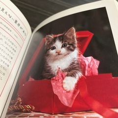 ネコ好きな方へ　ネコの、写真たくさんの人生本の画像