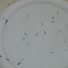 ゾンビメダカの針子（稚魚）約39匹の画像