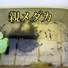 ゾンビメダカの針子（稚魚）約39匹