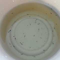 ゾンビメダカの針子（稚魚）約39匹の画像