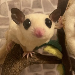 リューシ メス♀ 2歳