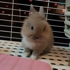 ミニウサギ − 静岡県