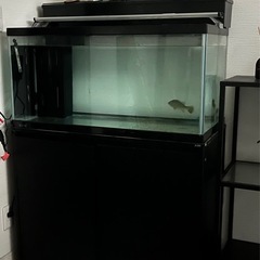 古代魚引退 90cm水槽セット キクラ2引セット