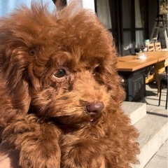 トイプードル（タイニー）男の子ワクチン2回目しました。