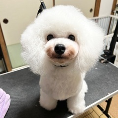 小型犬トリミング⭐︎カットモデル犬募集⭐︎格安でお受けします！愛...
