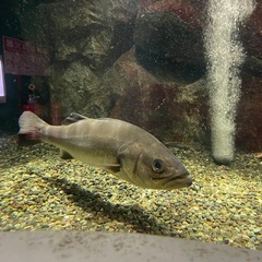 （仲間募集）シーバス釣り　オカッパリ