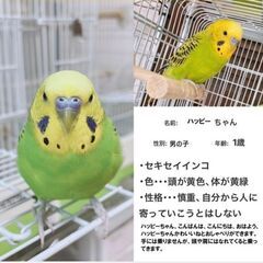 セキセイインコ迷い鳥探しています