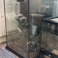 中古 グラステラリウム 6045 ‼ 横60cm奥行45cm高さ48cm - ☆kenny東京本店☆ （買取KING!!）